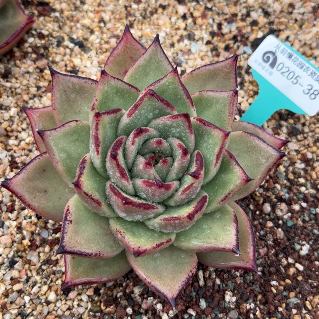 多肉一物一拍0205-38