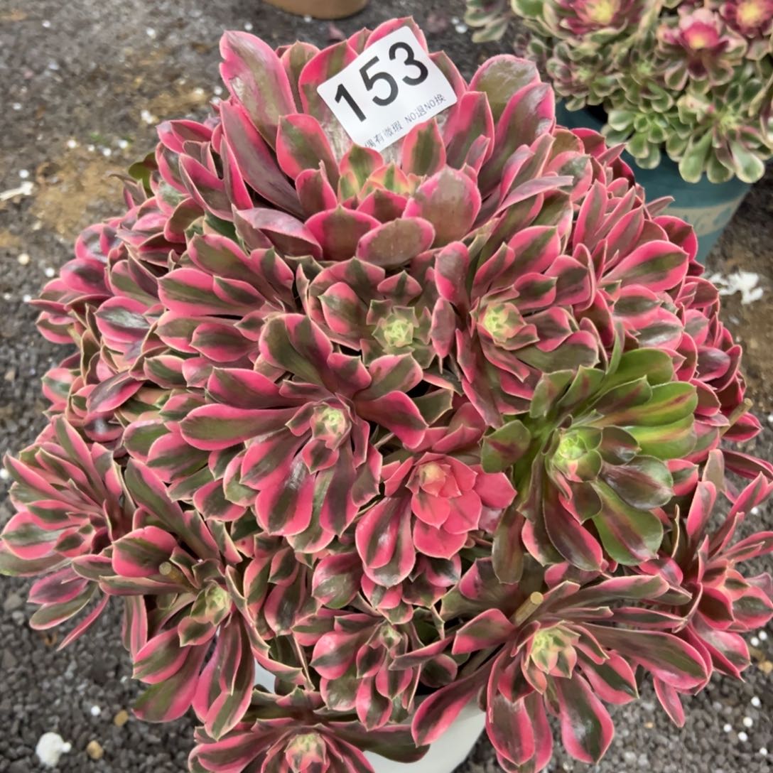 我是真的很喜欢这个