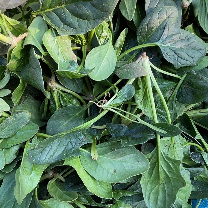 中国大陆农家红根菠菜1.75斤