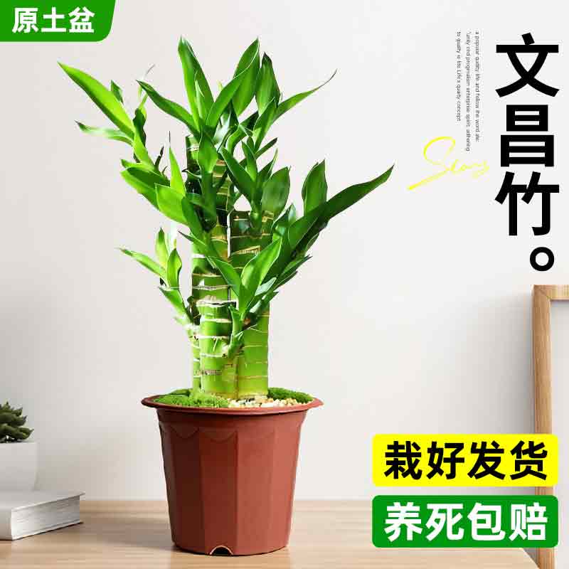 文昌竹4支富贵竹金榜题名室内盆栽高考励志小物件书桌面绿植好养