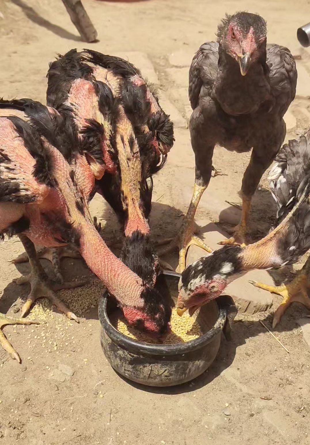 大吉大利天天吃鸡，3-4斤斗鸡，嘎嘎漂亮嘎嘎香！