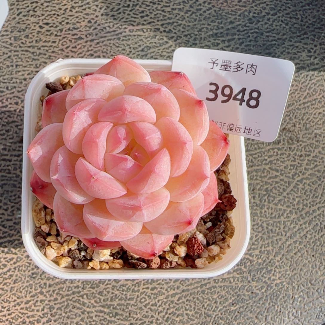 美心，3948多肉植物