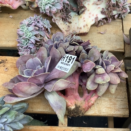 洛丽塔缀化191 亏本处理退款拉黑7-8天发货