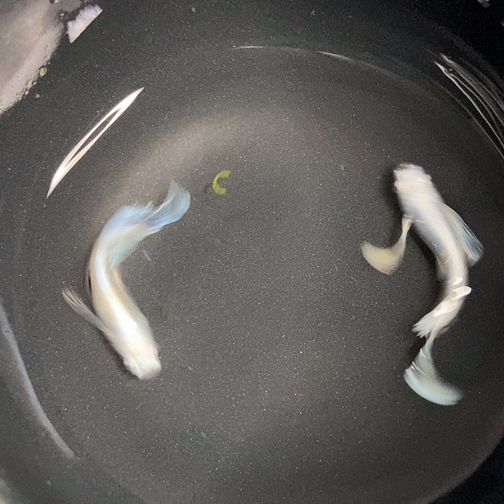 青鳉鱼墨子青鱂16号长天
