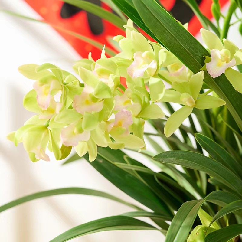 【香水香兰】浓香春季花开爆盆室内好养盆栽兰花摆客厅阳台