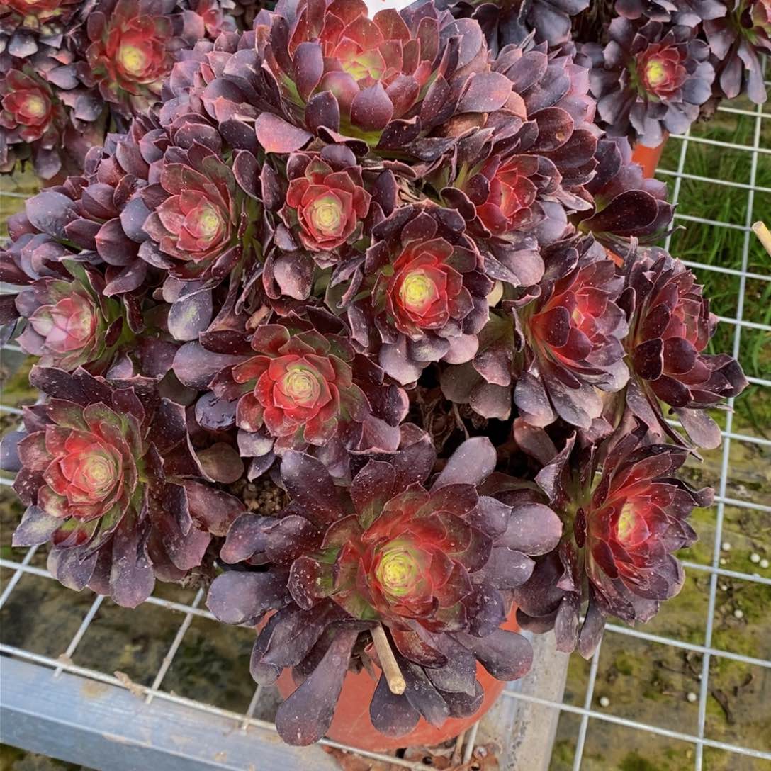 412号宝塔赤焰莲法师多肉