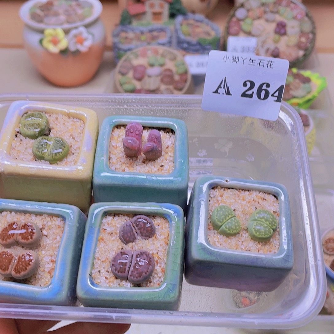 叫***雷264……开播后的第一个节目