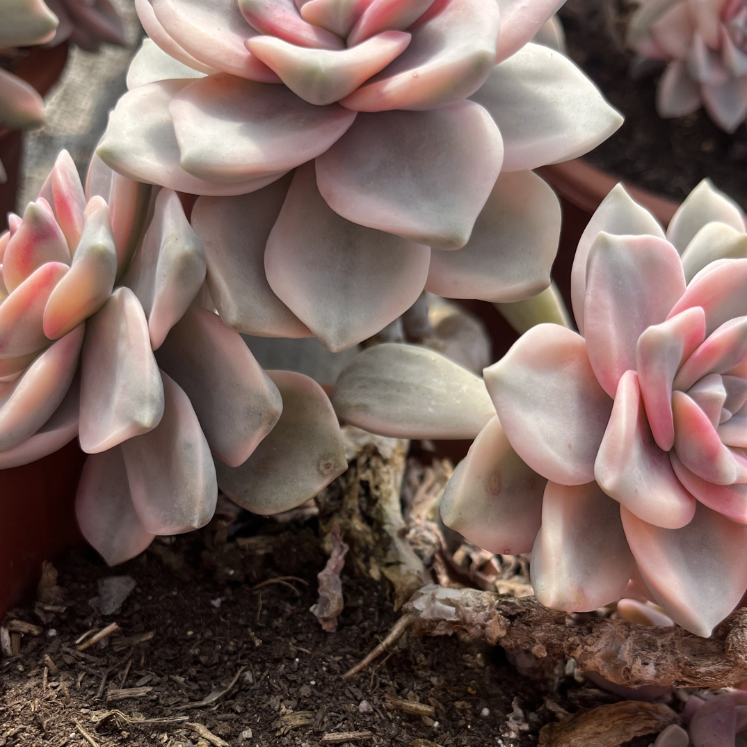 断枝紫乐锦瑕疵紫乐锦、基地处理、介意勿拍不售后、玻璃心不要拍