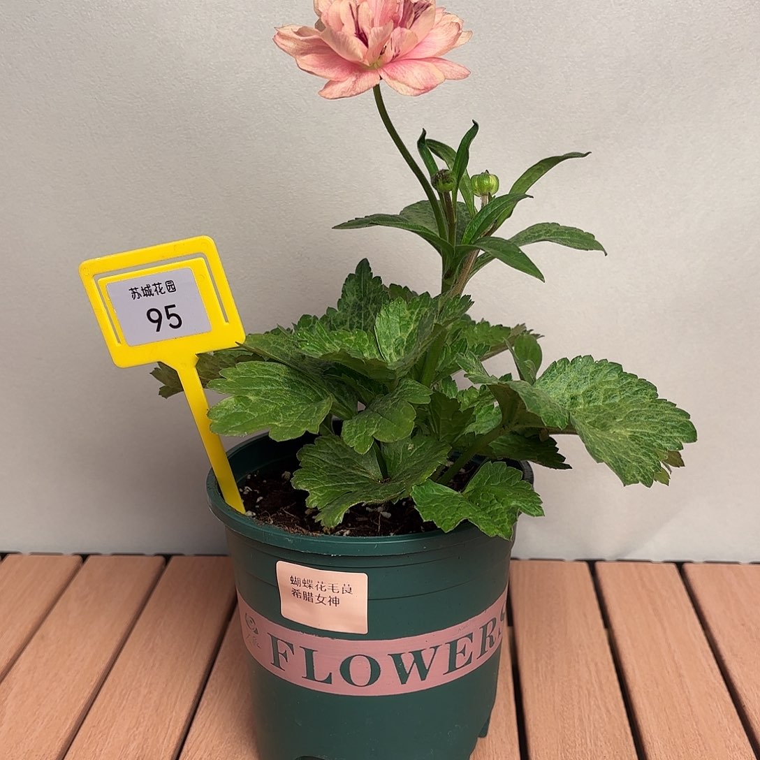 大部分开放少量花苞95