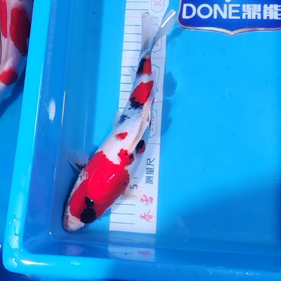 锦鲤留养级别昭和干净利落