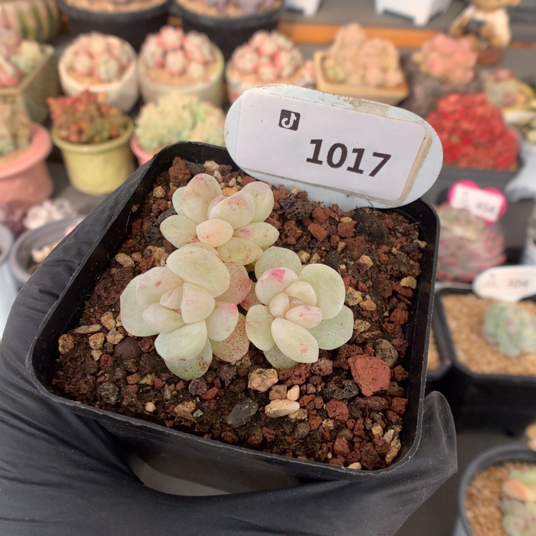 R***.1017 冰玉石化多肉