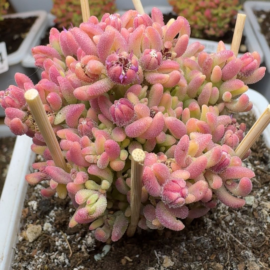 滑****平红宝石锦一物一拍