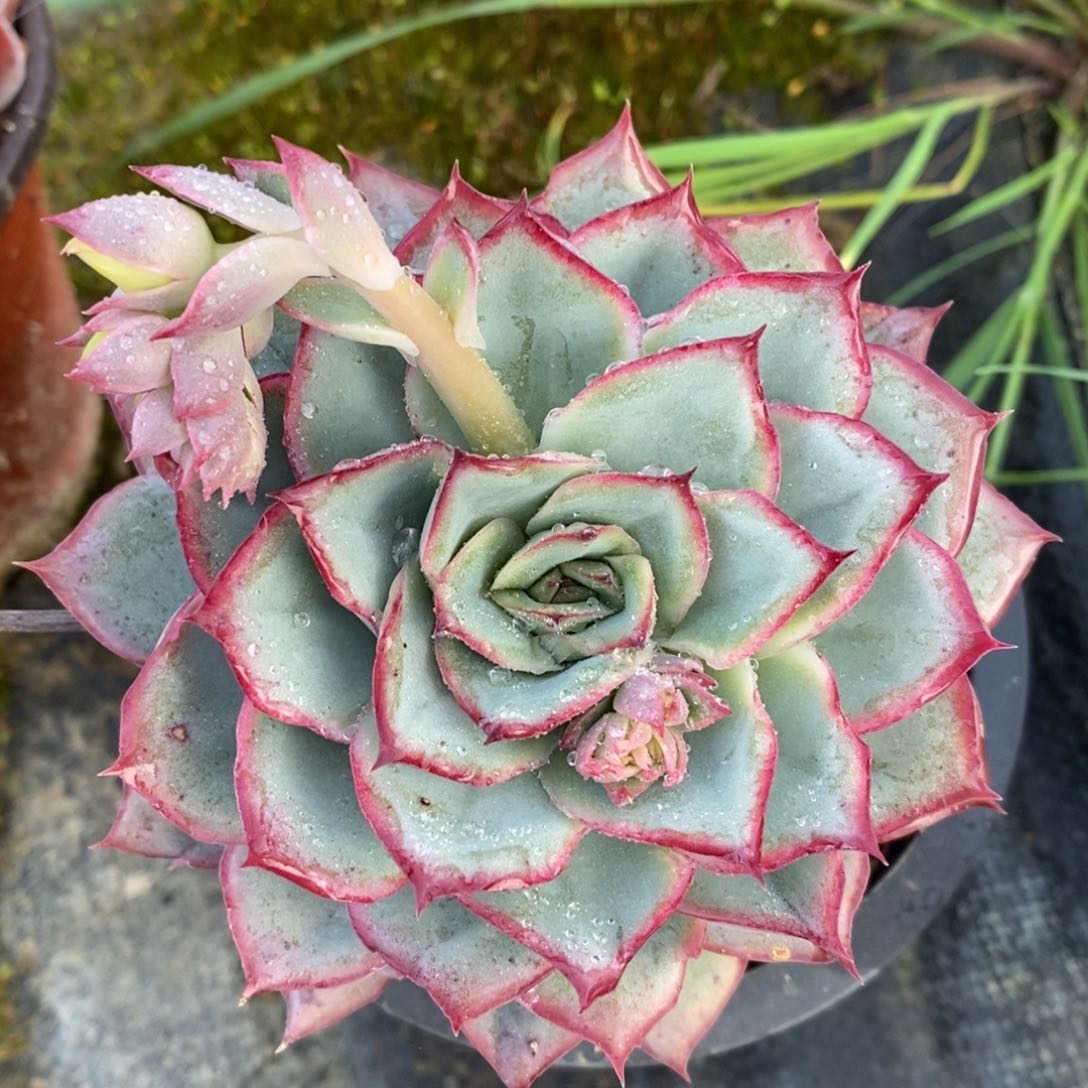 自助下单一物一拍_过年可寄养问主播