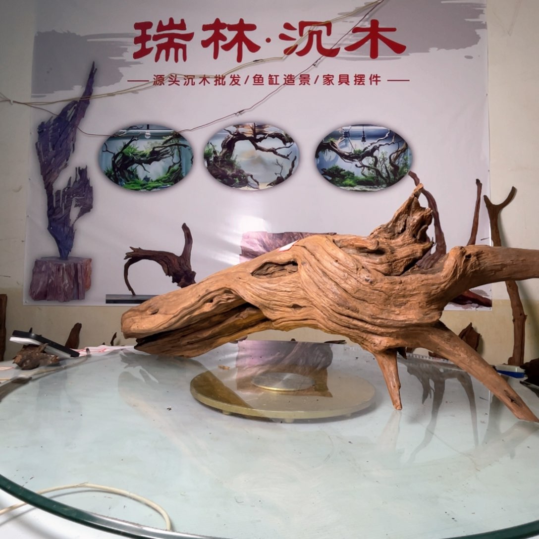 香榧木啵*白鱼缸里的大自然