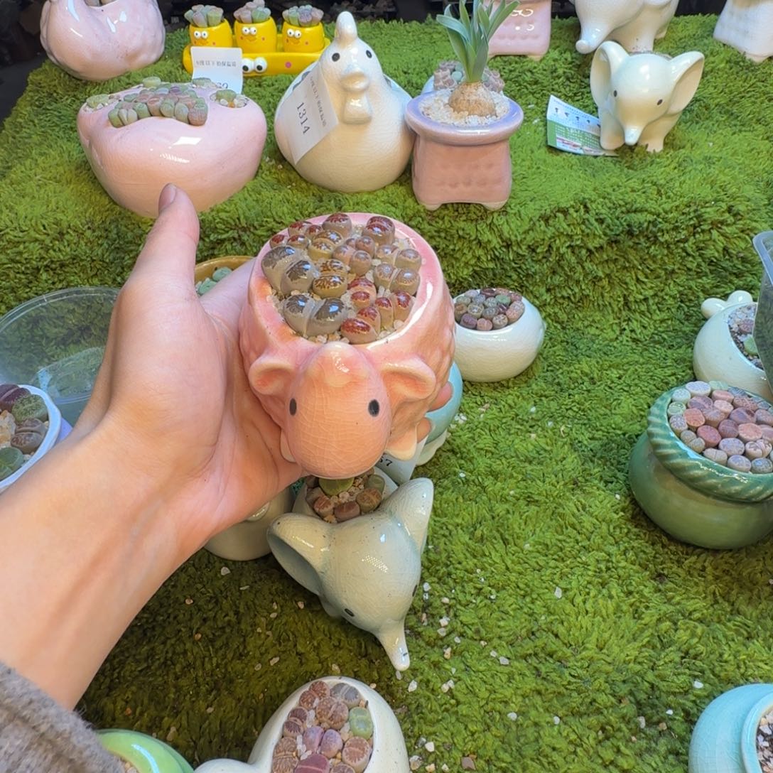 多肉植物和植物1368