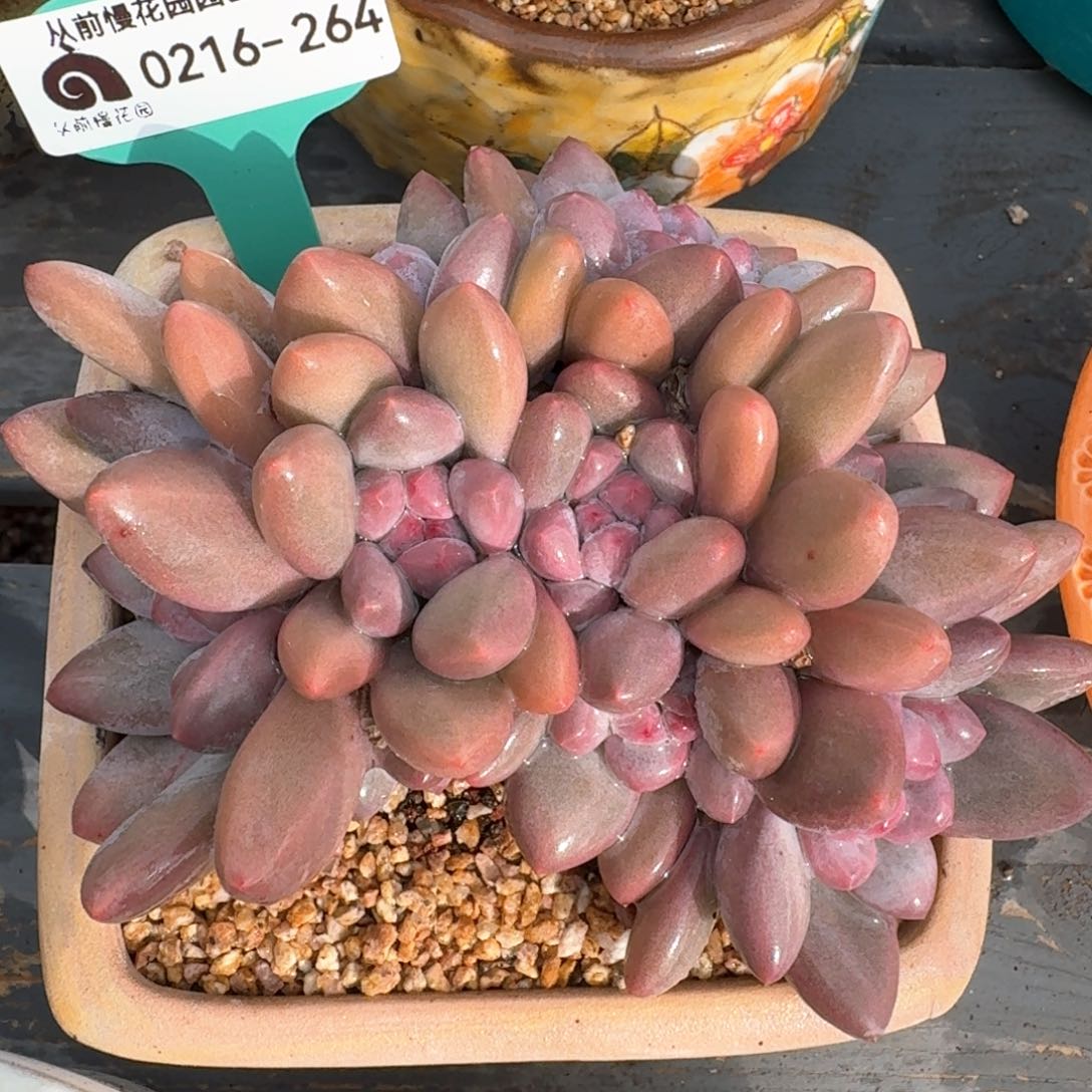 从前慢多肉精选编号0216.264