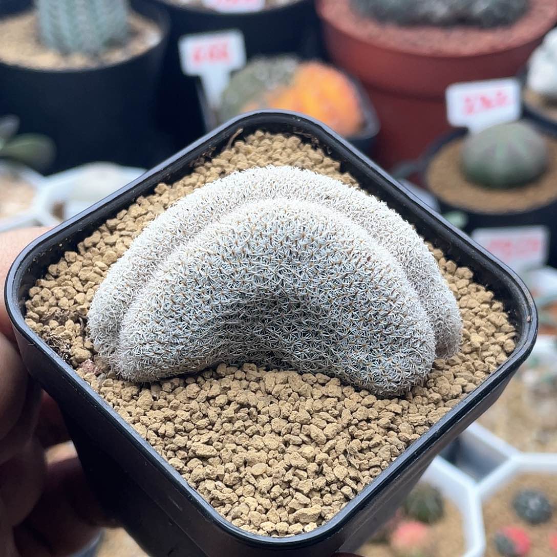 月世界肠缀仙人球