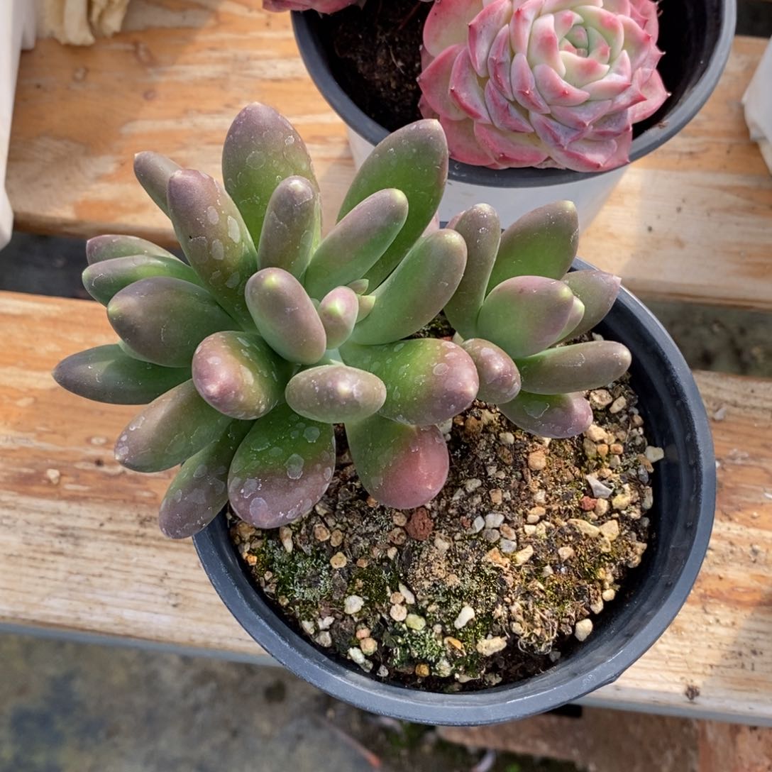 一物一拍多肉植物_