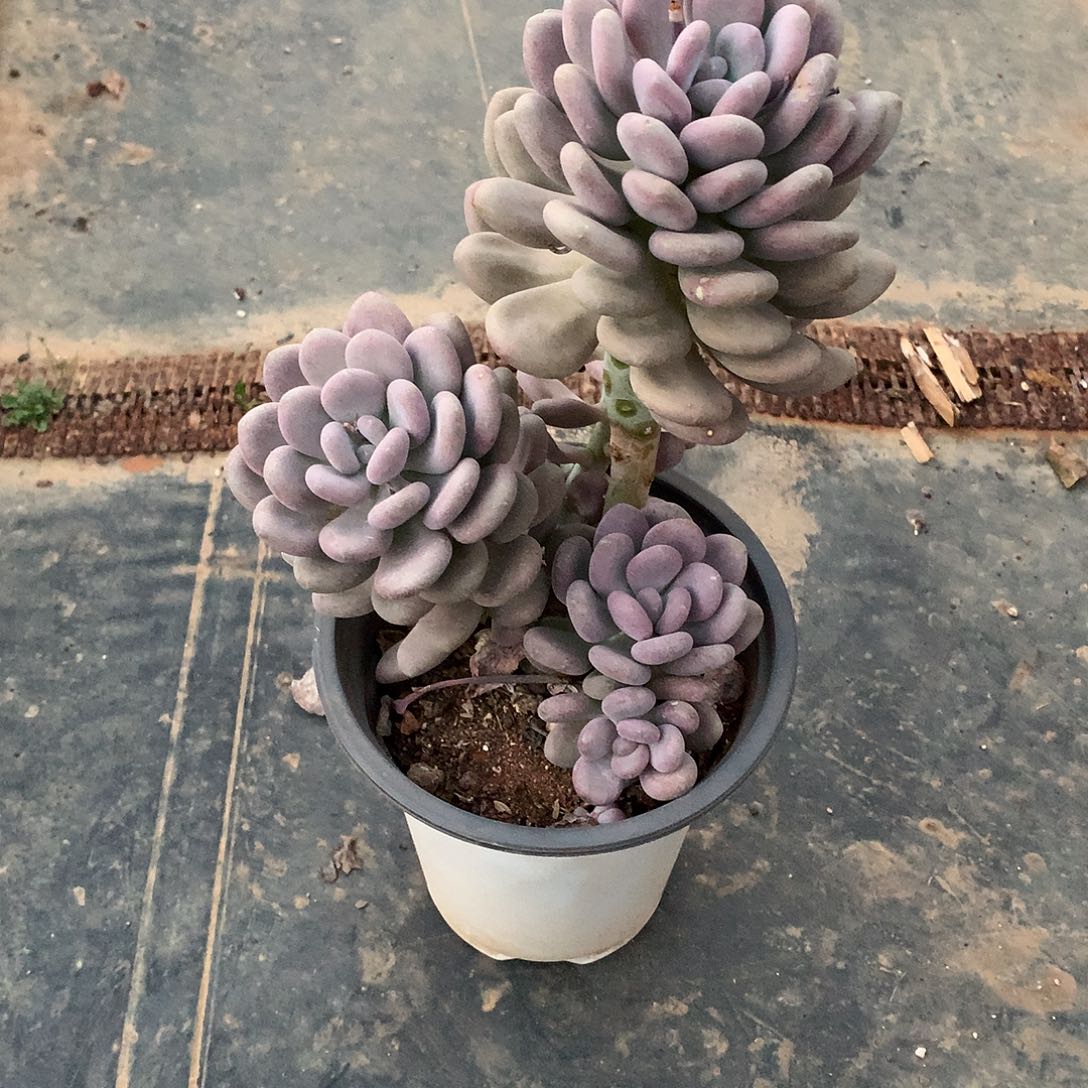 多肉月美人一物一拍