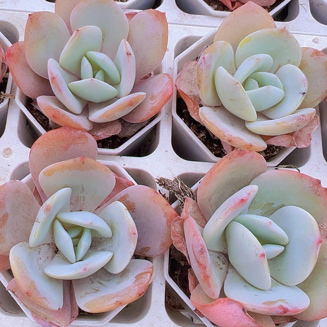 大叶彩茶2颗多肉植物