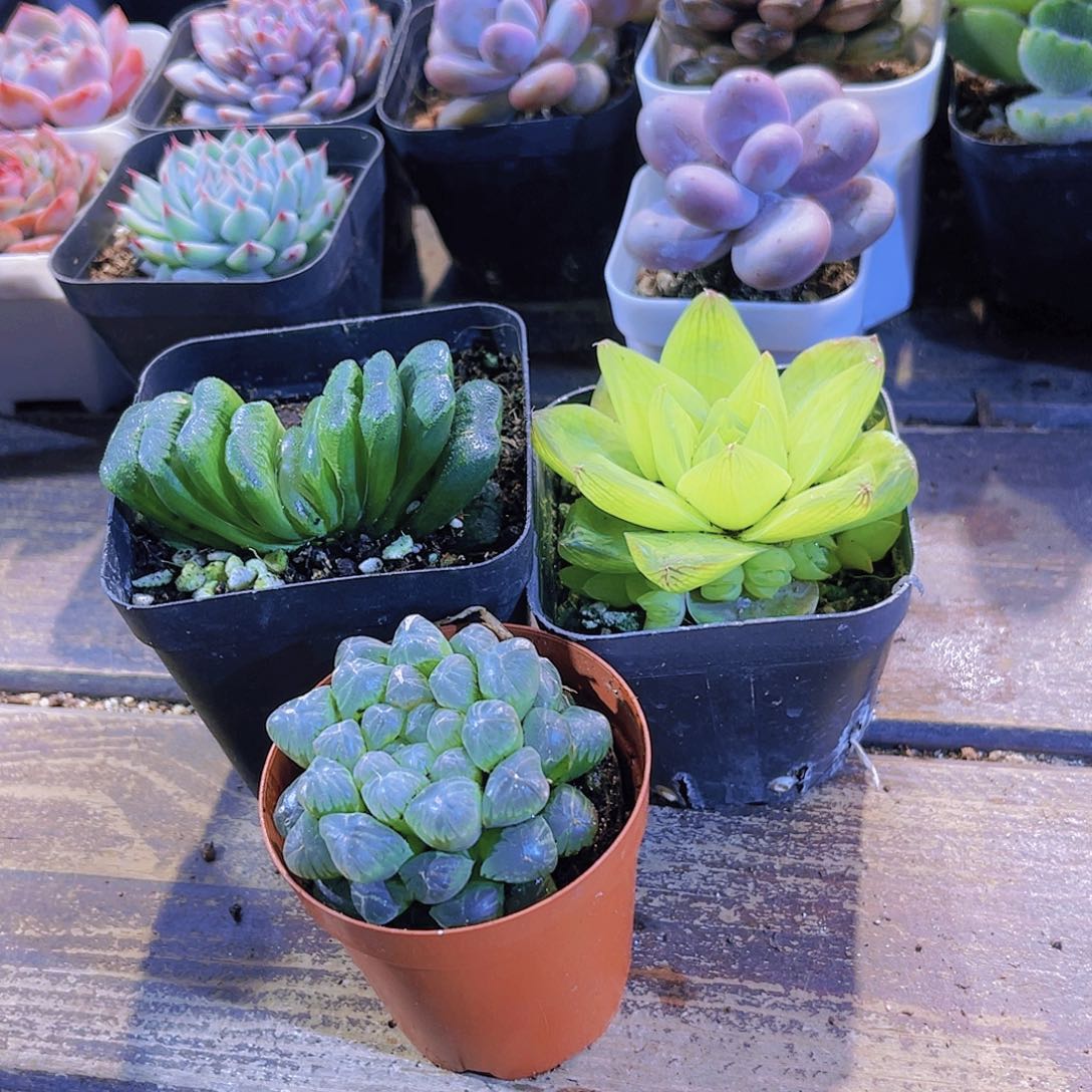 玉扇。姬雨露。黄金雨露