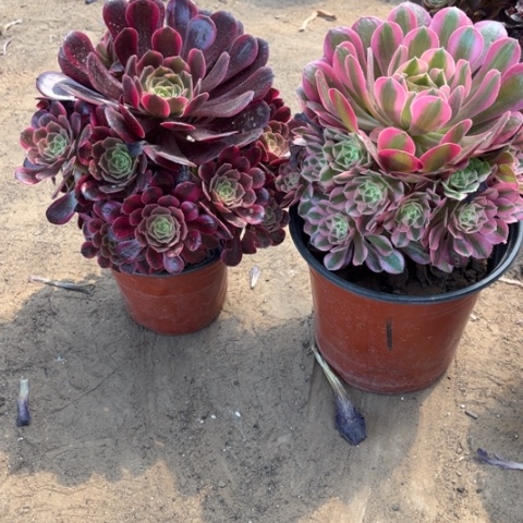 333多肉植物组合