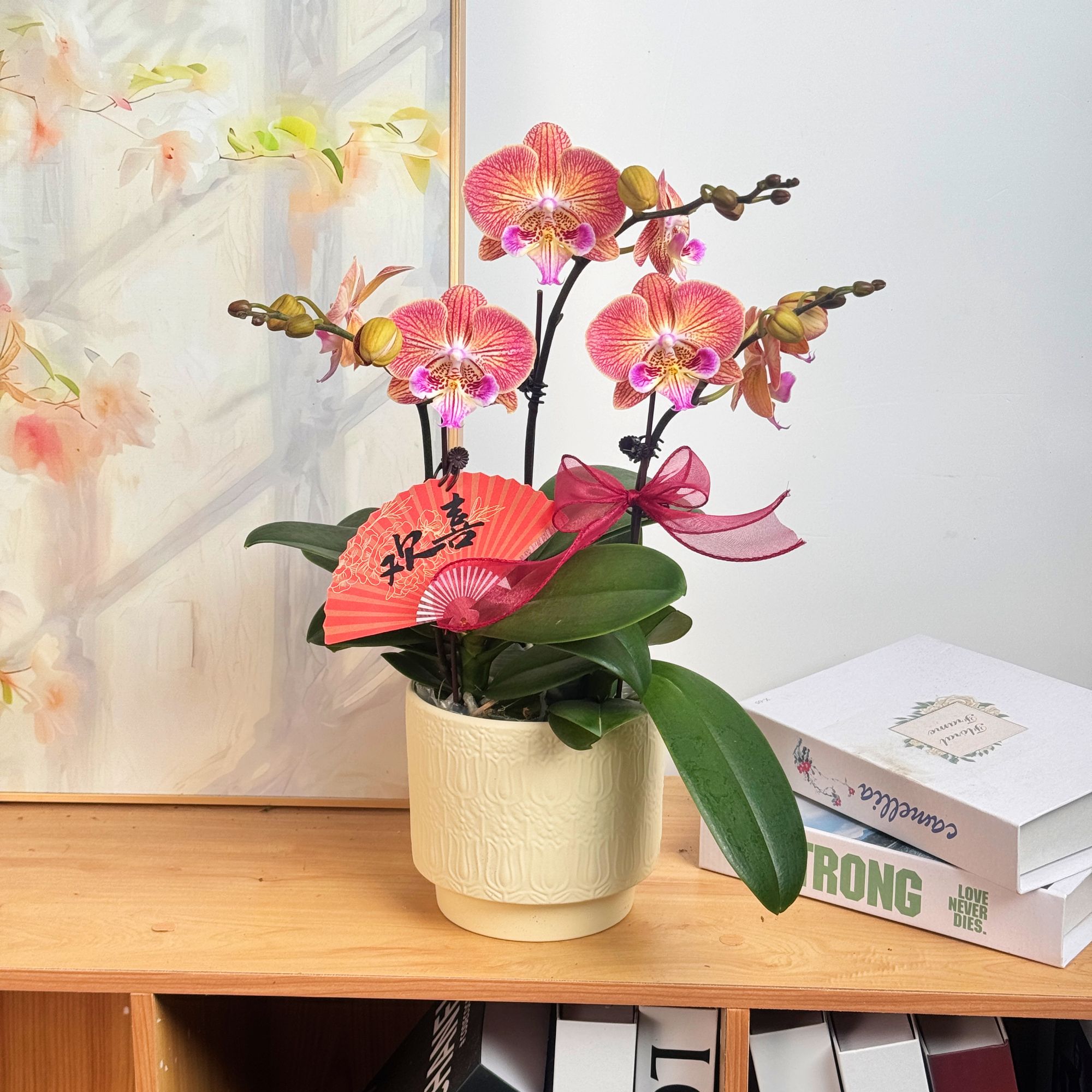 妗画【心想事成】蝴蝶兰鲜花精致组盆 开花株 室内绿植