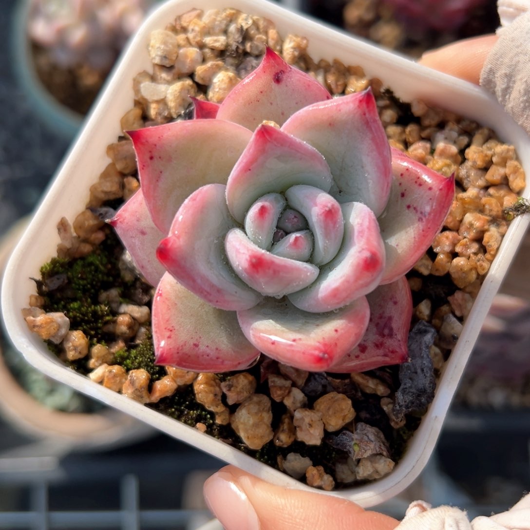 野卡（满38包邮）多肉