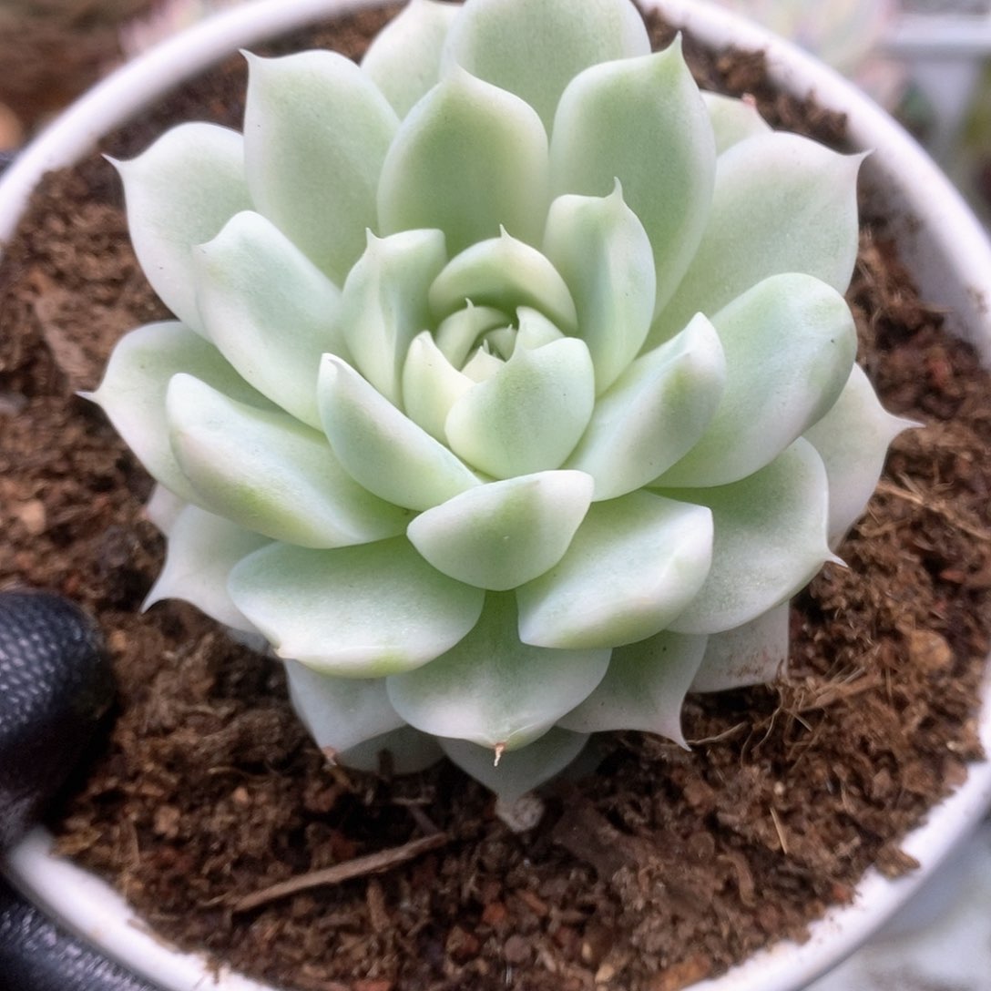 145白瓷麦杆锦锦锦锦锦锦锦