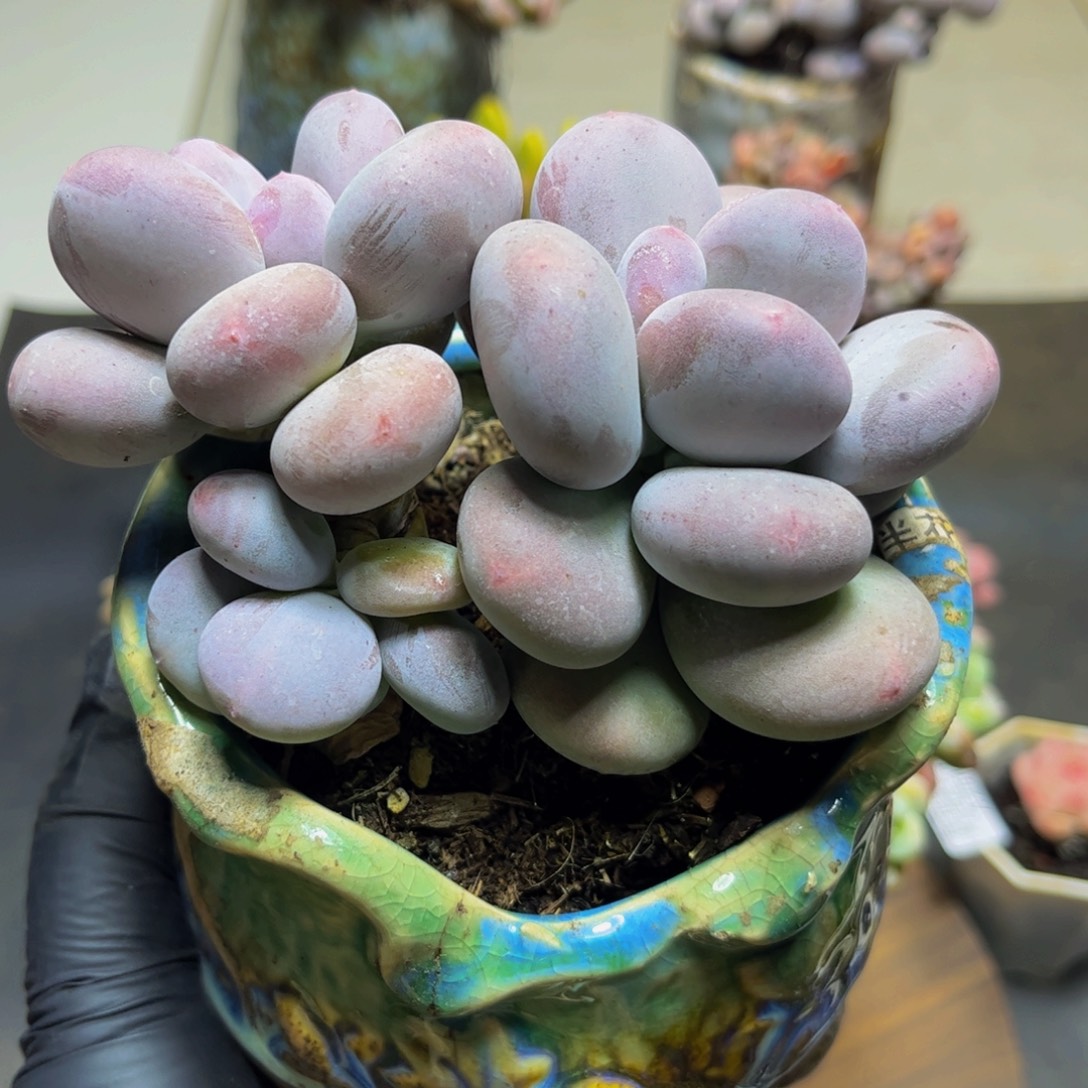 277黄金大叶奶酪11厘米