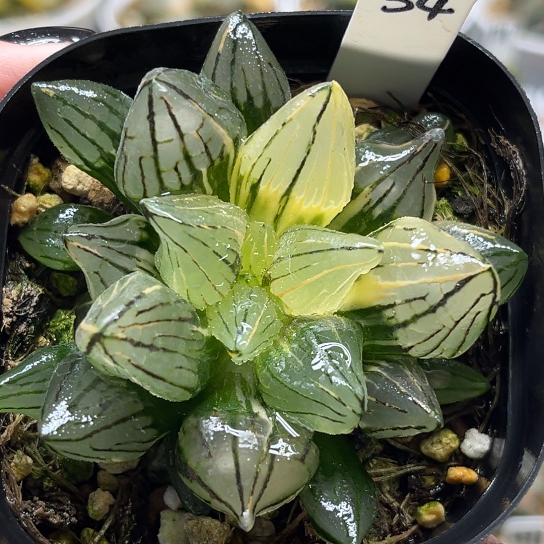 34巨大西瓜寿锦福利专场