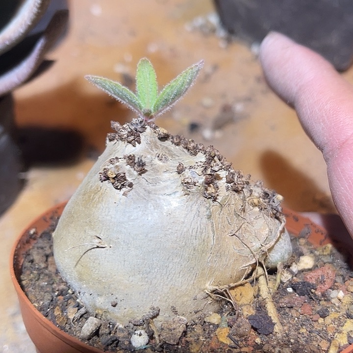 满38包邮2天凑单，脱土晾根发货多肉植物断崖香妃