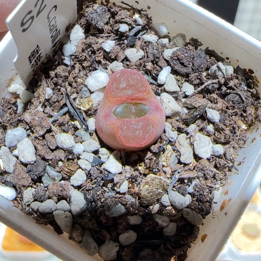 肉锥多肉植物百科-磁铁619