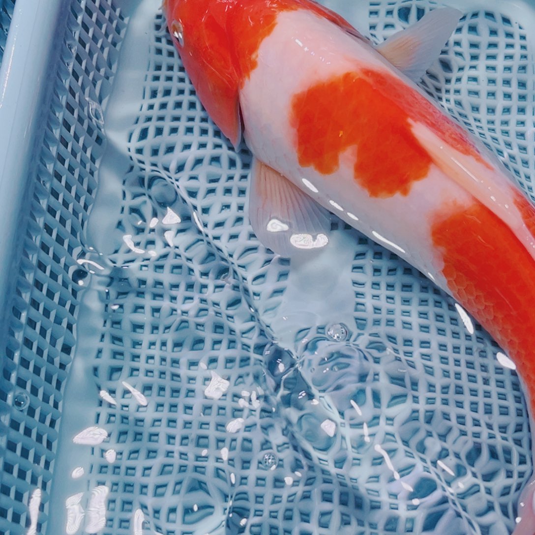 海水鱼锦鲤观赏鱼113