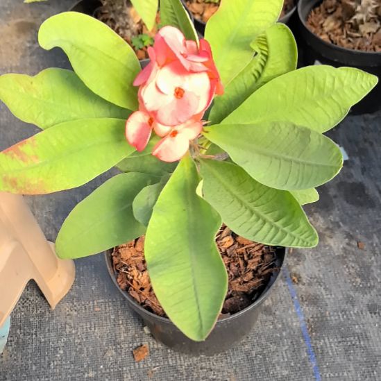 一***金完全开放北柳府女孩直播间一物一拍