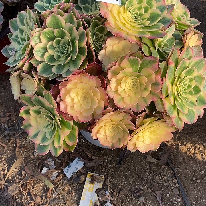 多肉植物海仙218多肉