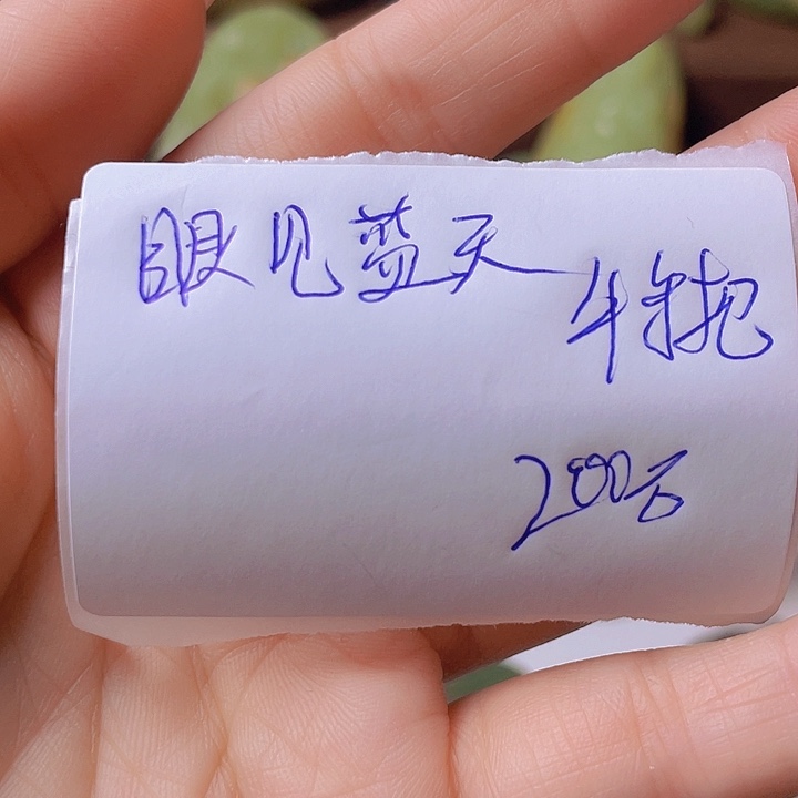 未镶嵌岫岩河磨玉（透闪石质玉）把件眼**天