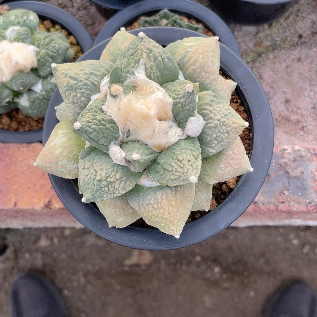 10.5cm自根粉锦肥厚牛舌牡丹