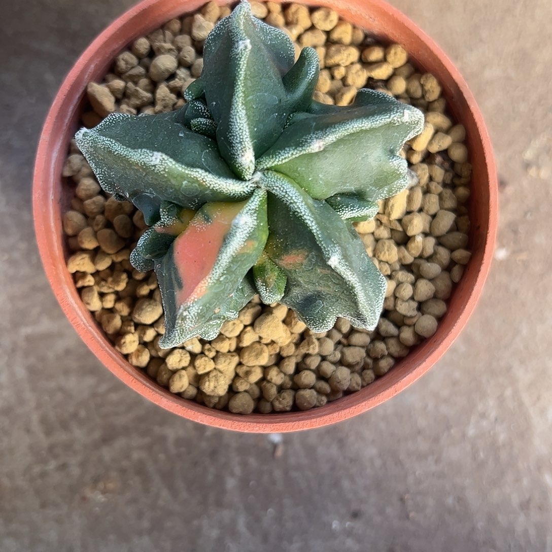 开***水实生鸾凤玉锦一物一拍