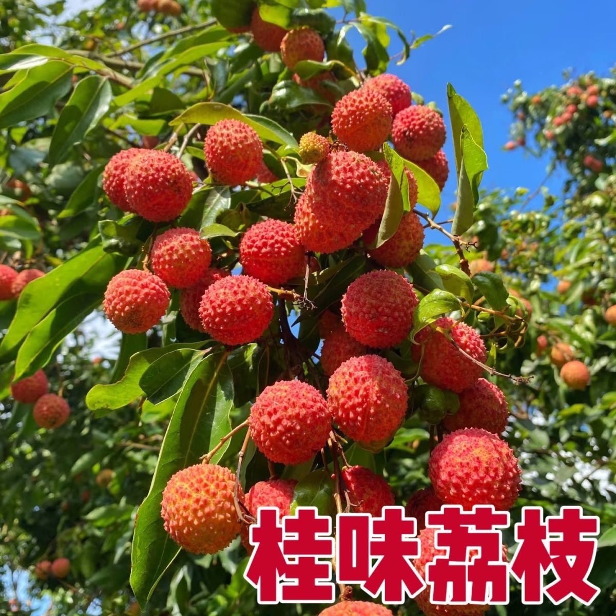 新鲜老树荔枝大果多汁皮薄肉厚香甜味丰富
