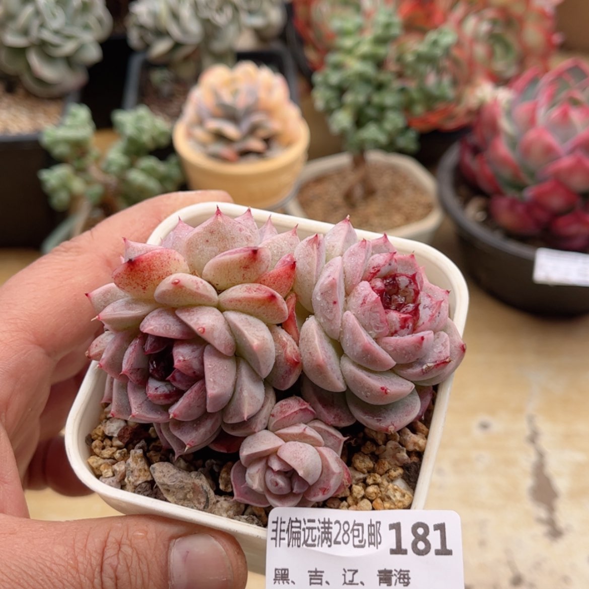 【闪购商品】181糖心天鹅绒