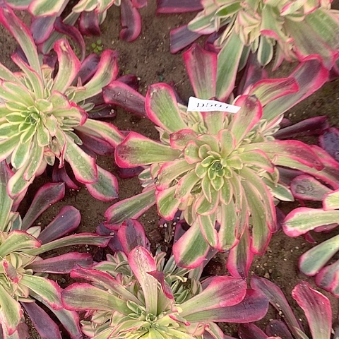 501美杜莎多肉法师锦