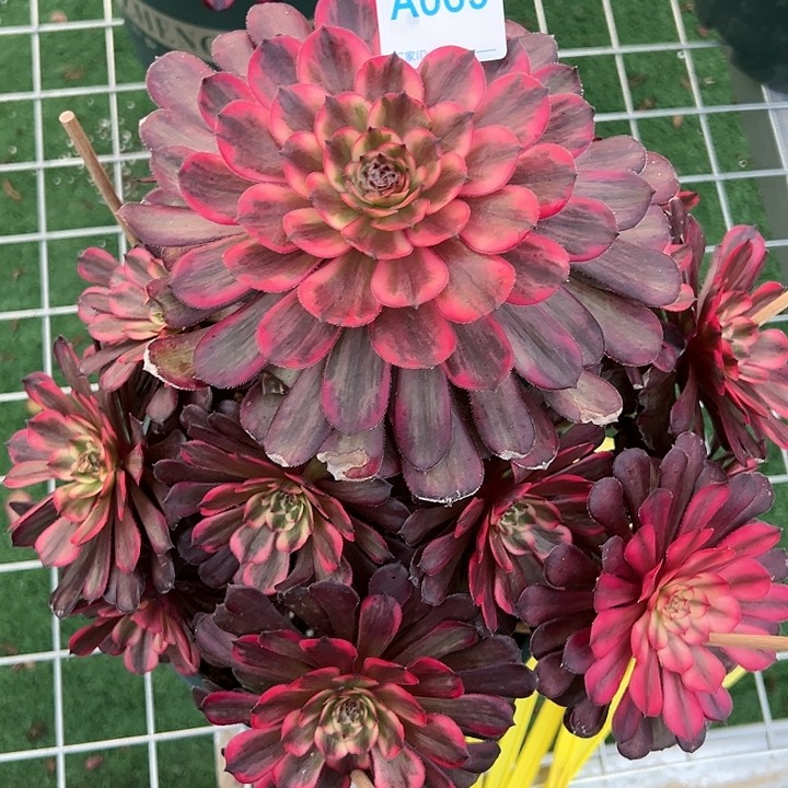 069女儿红多肉植物