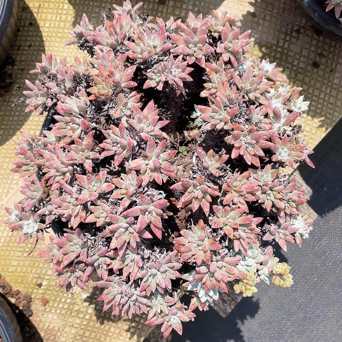 白菊大群多头老桩