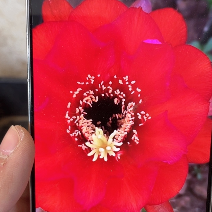 毛花柱法2七公分以上满18包邮