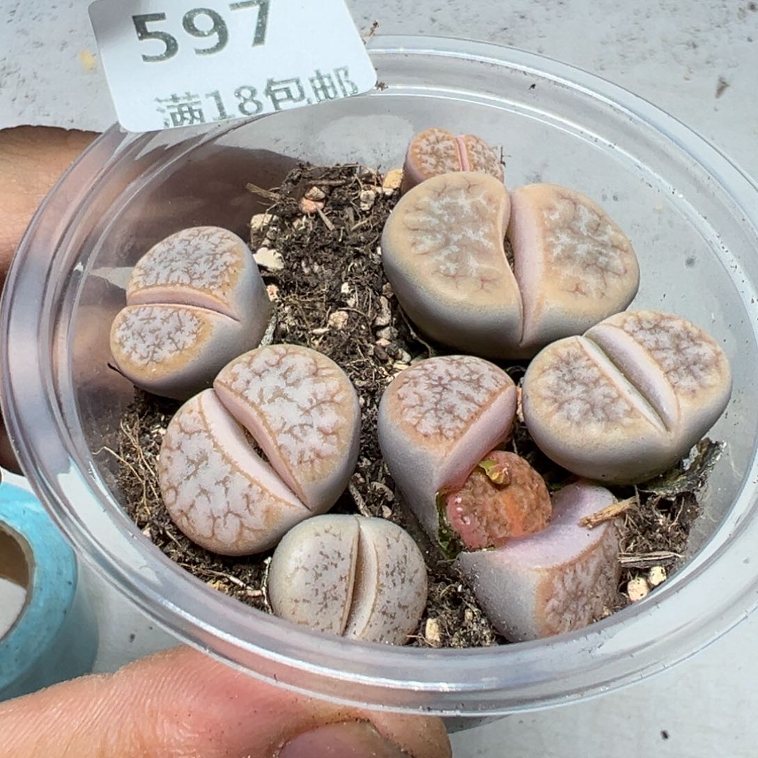 【闪购商品】 597。      