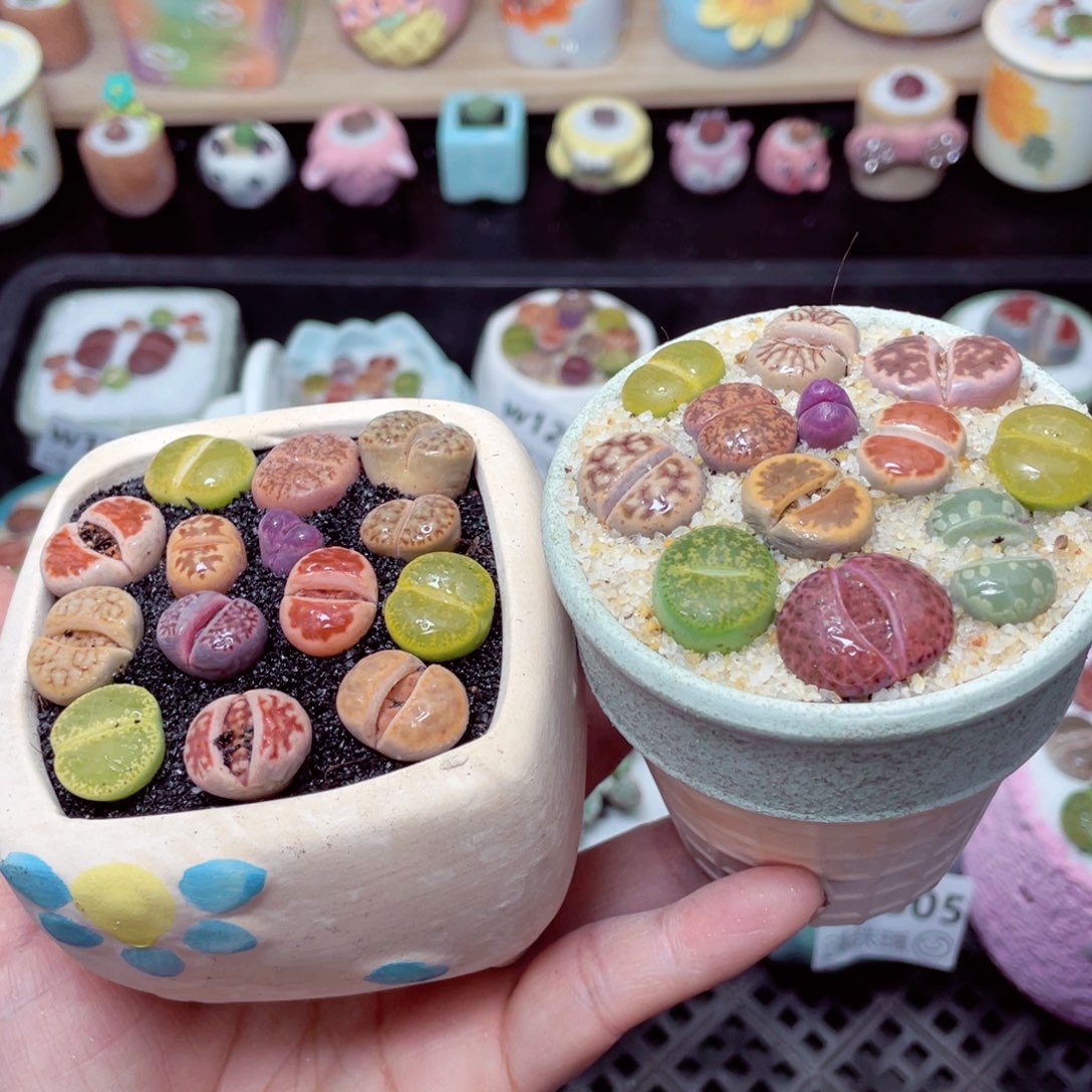 w1308 带盆土发货- 零下地区拍保温箱