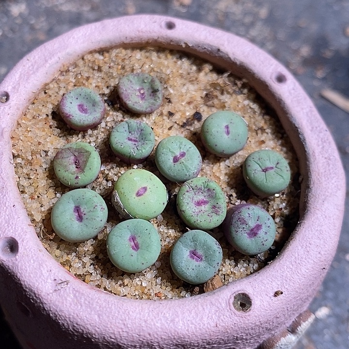 ts427红嘴一颗。     