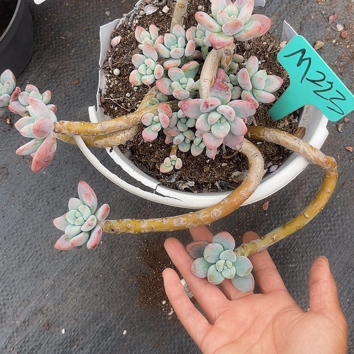 晨语多肉，一物一拍洛神223