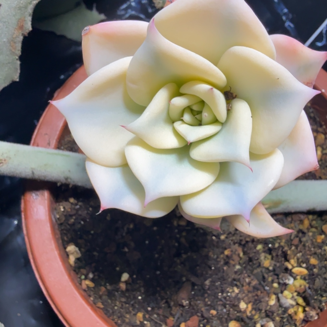 墨西哥巨人锦，多肉锦